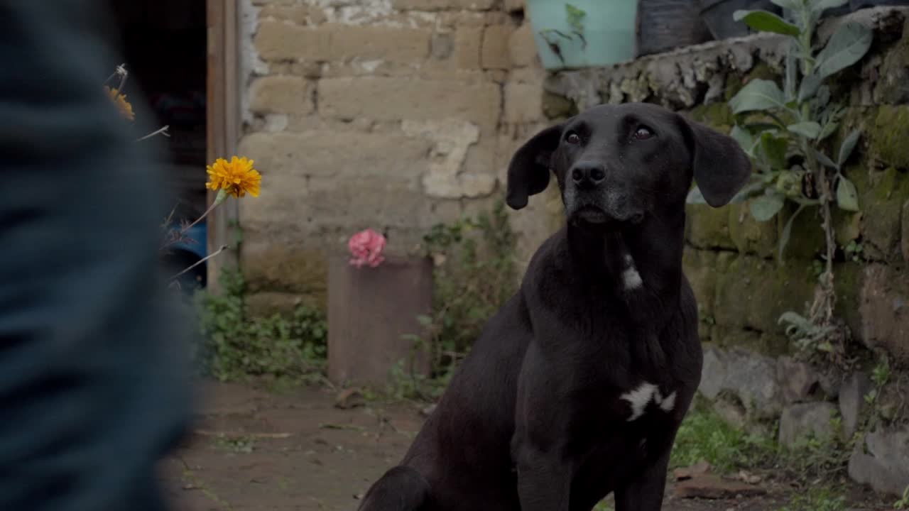Handheld shot of black Majorca Shepherd Dog in front of a house during the day, outdoor