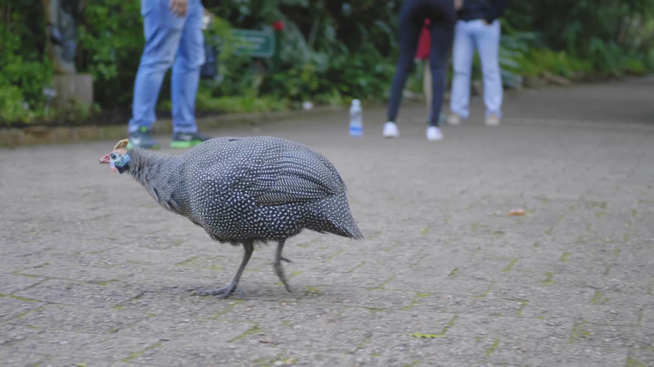 Helmeted Guineafowl walking on pavement with people in background at Kirstenbosch National Botanical Garden