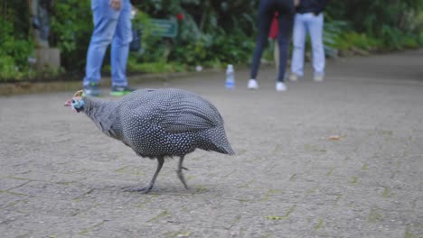 helmeted guineafowl walking on pavement with people in background at kirstenbosch national botanical garden
