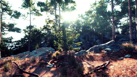 luz del sol a través de los árboles en un bosque de pinos