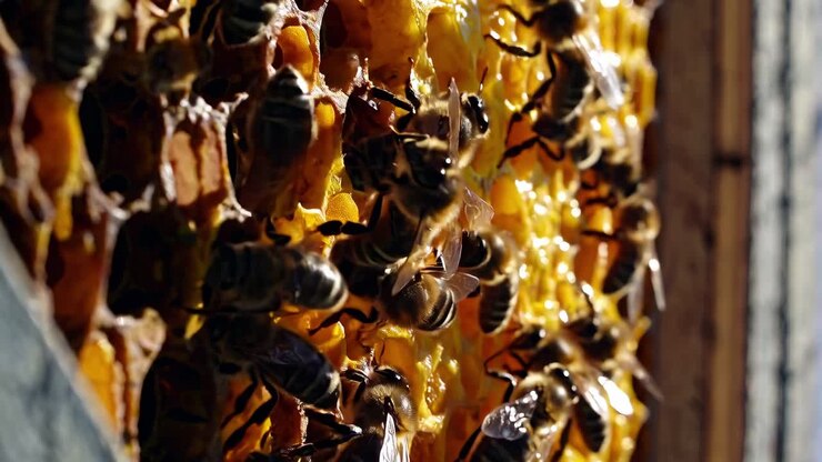 Bees working on honeycomb