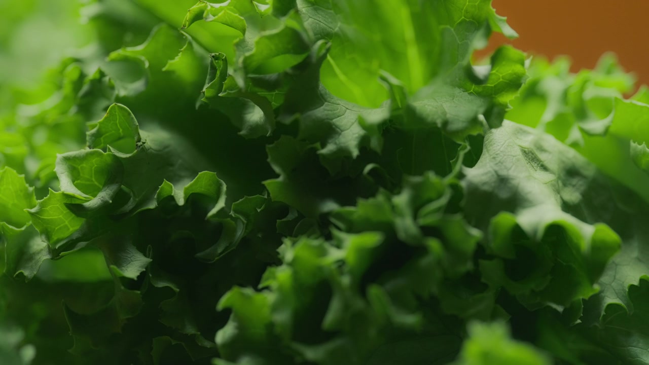 Foglie di lattuga verde. Concetto di nutrizione e dieta sana. Slow motion.