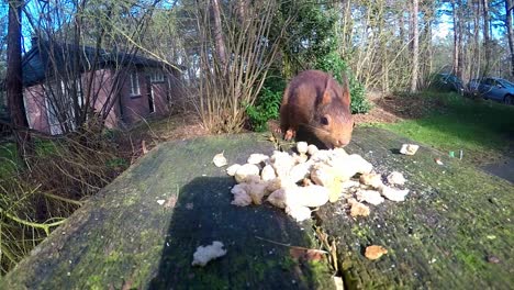 red squirrel approaching garden table to nibble on food