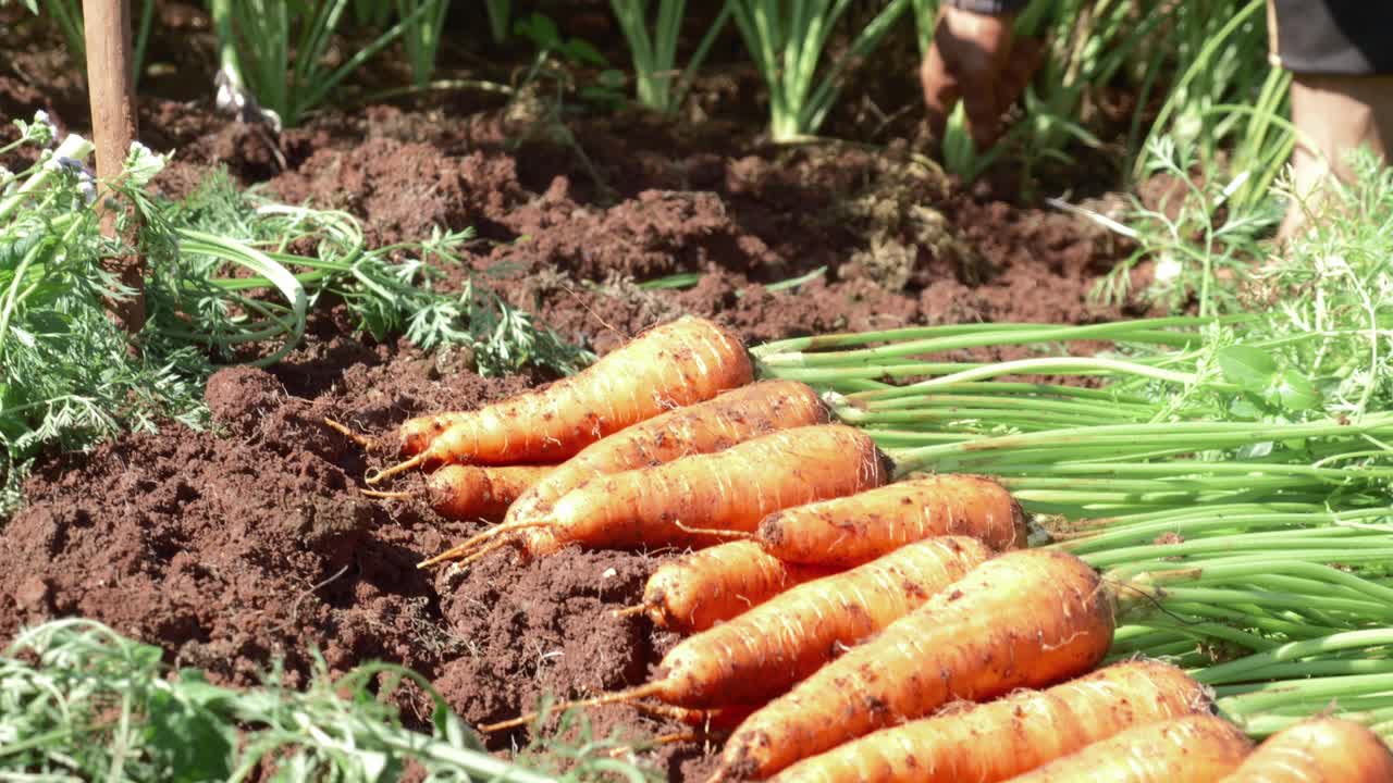 Pile of fresh picked carrots, farmer harvest on countryside field, Close up