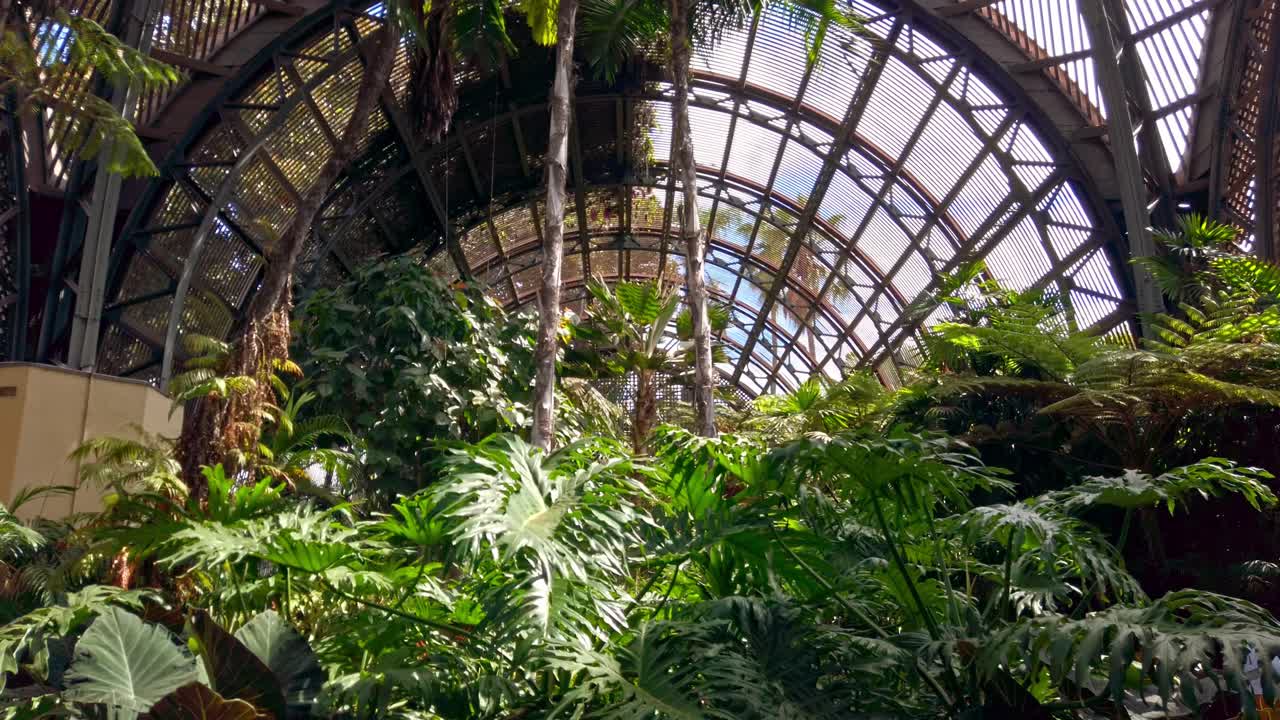 Plants and herbs view in Botanical Building from Balboa Park in sunlight. Interior cinematic move