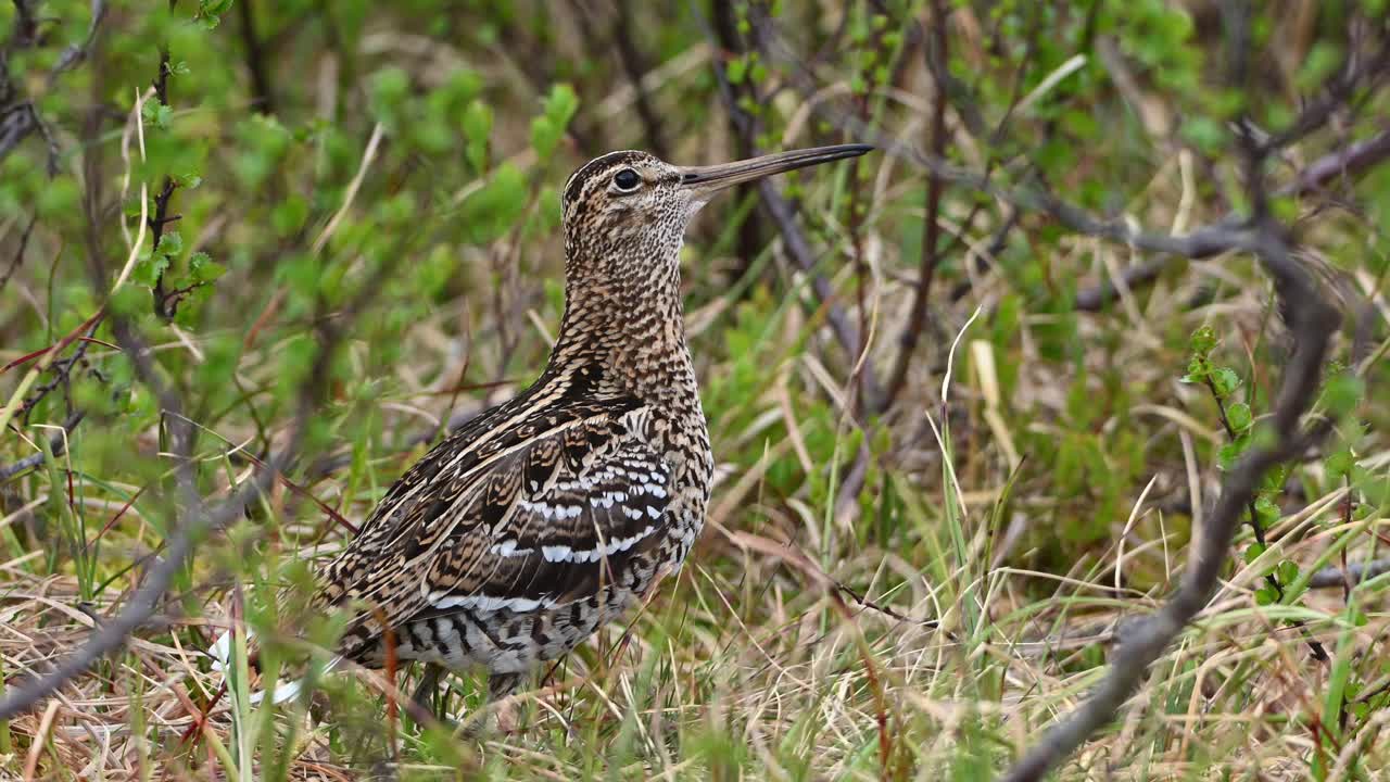 Great Snipe camouflaged in ground vegetation bobbing head while emitting mating calls during courtship display.