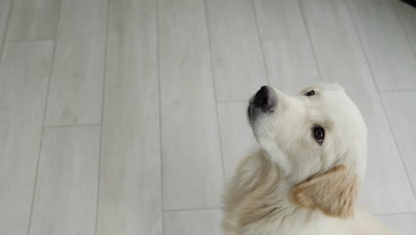 golden retriever looking up