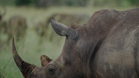 white rhino close-up