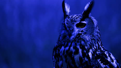 eagle owl turning head at night in dark forest - hunting bird of prey