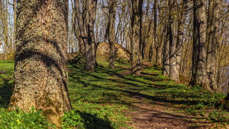 shadows on wooded forest during sunny sunrise. timelapse