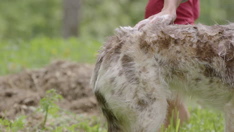 DOG-BATHING---Husky-and-collie-mix-being-scrubbed,-child-walks-by,-slow-motion