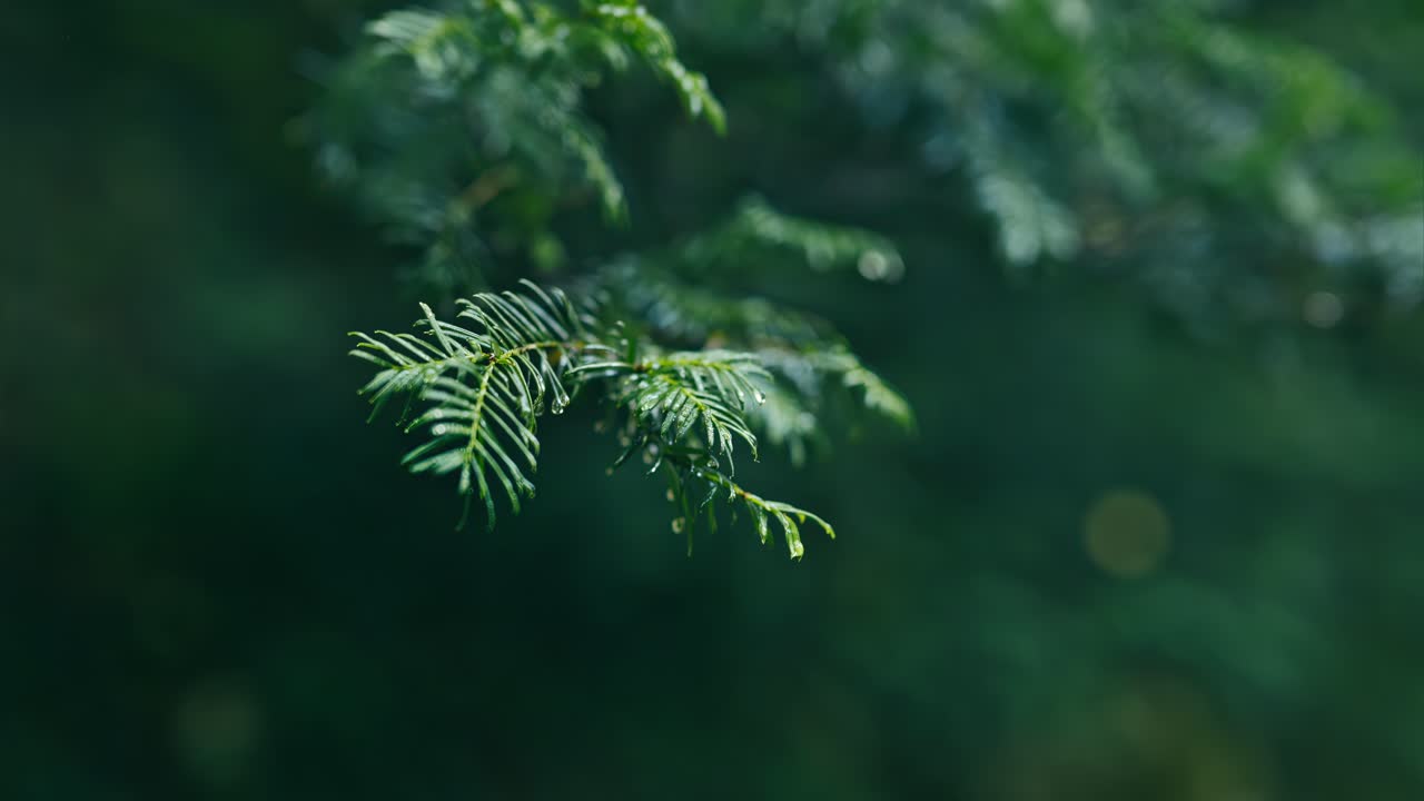 A close-up of a pine branch with raindrops gently resting on its needles, set against a lush green background