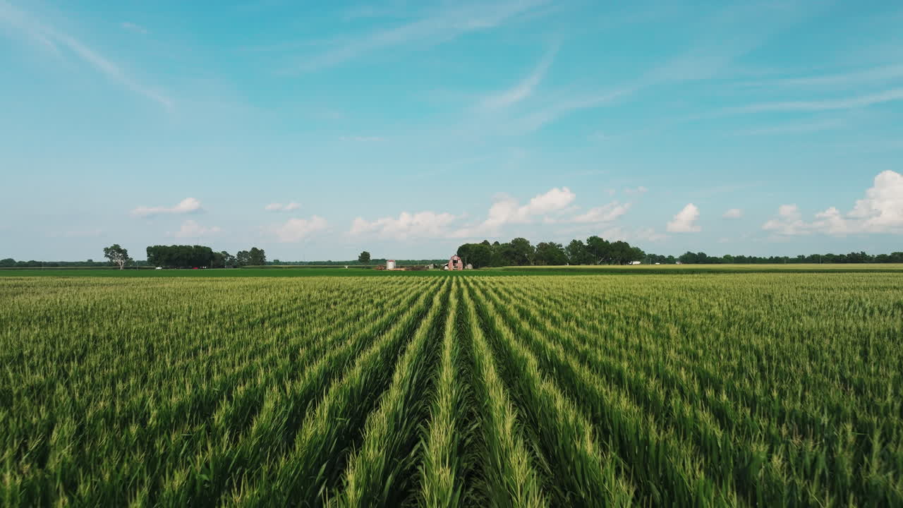 Vast Fields Of Young Green Maize With Yellow Flowers In Daytime