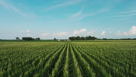 vast fields of young green maize with yellow flowers in daytime