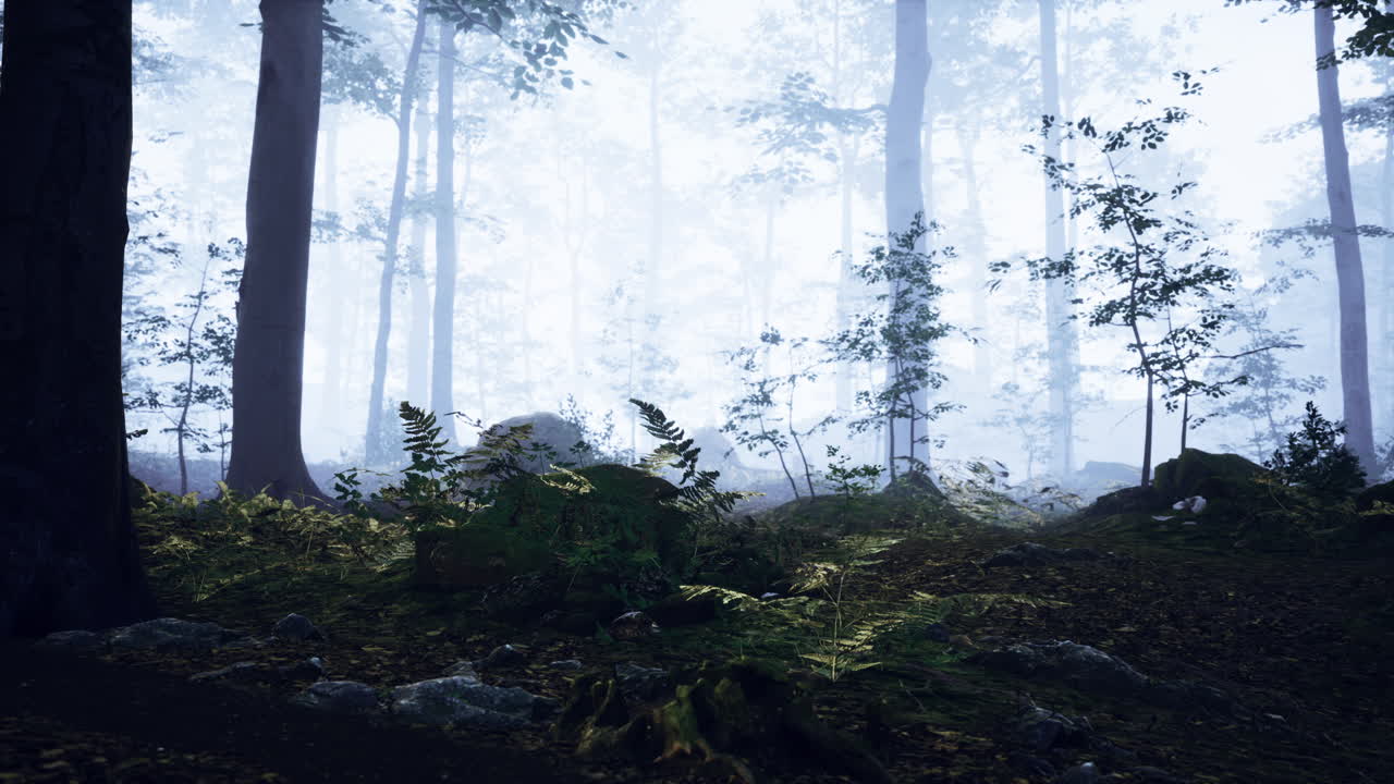 landscape of dark forest with fog