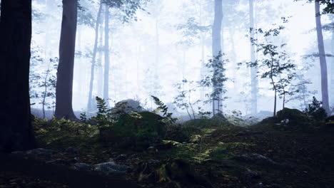 landscape-of-dark-forest-with-fog