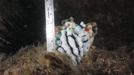 un científico marino mide un gran nudibranquio de babosa marina mientras lleva a cabo un estudio de investigación submarina