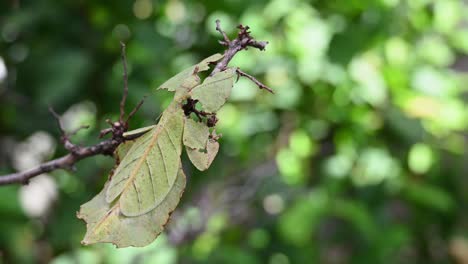 Leaf-Insect,-Phyllium-westwoodii