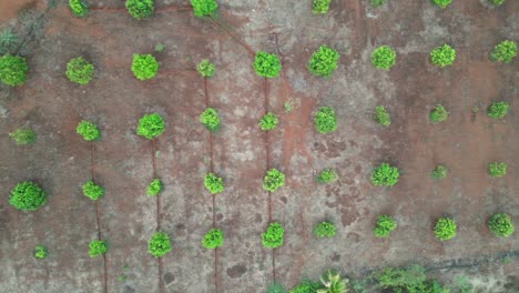 Mango-trees-on-farm-Alley-of-mango-trees-Fruit-garden-india-Maharashtra