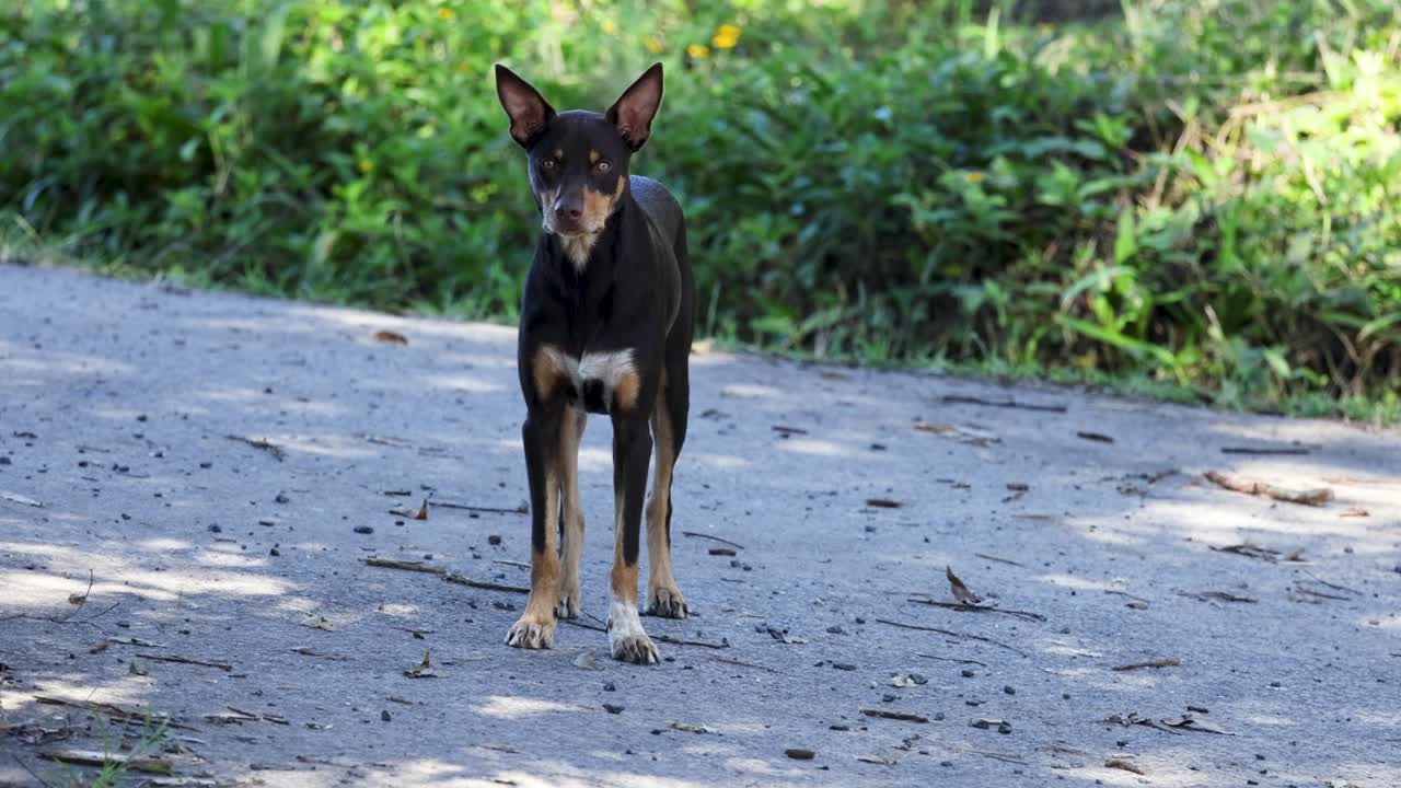 A dog stands alert on a sunlit path surrounded by lush greenery, captured in natural lighting