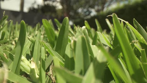 Macro-close-up-of-long-uncut-grass-in-foreground,-out-of-focus-lawn-mower-pushed-side-to-side-at-a-far-distance-from-the-lens