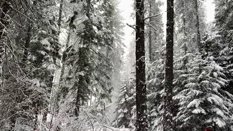 slow motion of snow falling in a forest