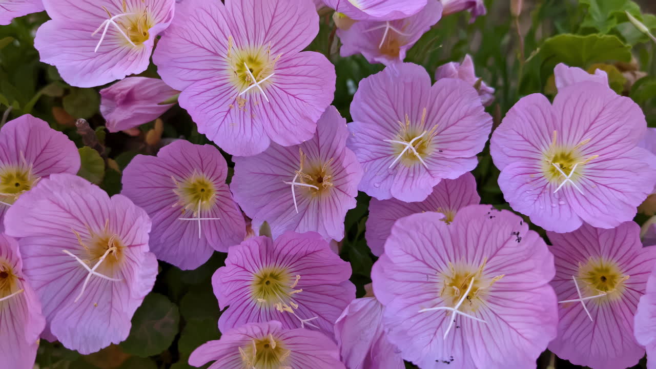 la prímula rosa de la tarde floreciendo en el jardín de primavera en un día soleado