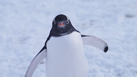 gentoo penguin in snowy landscape