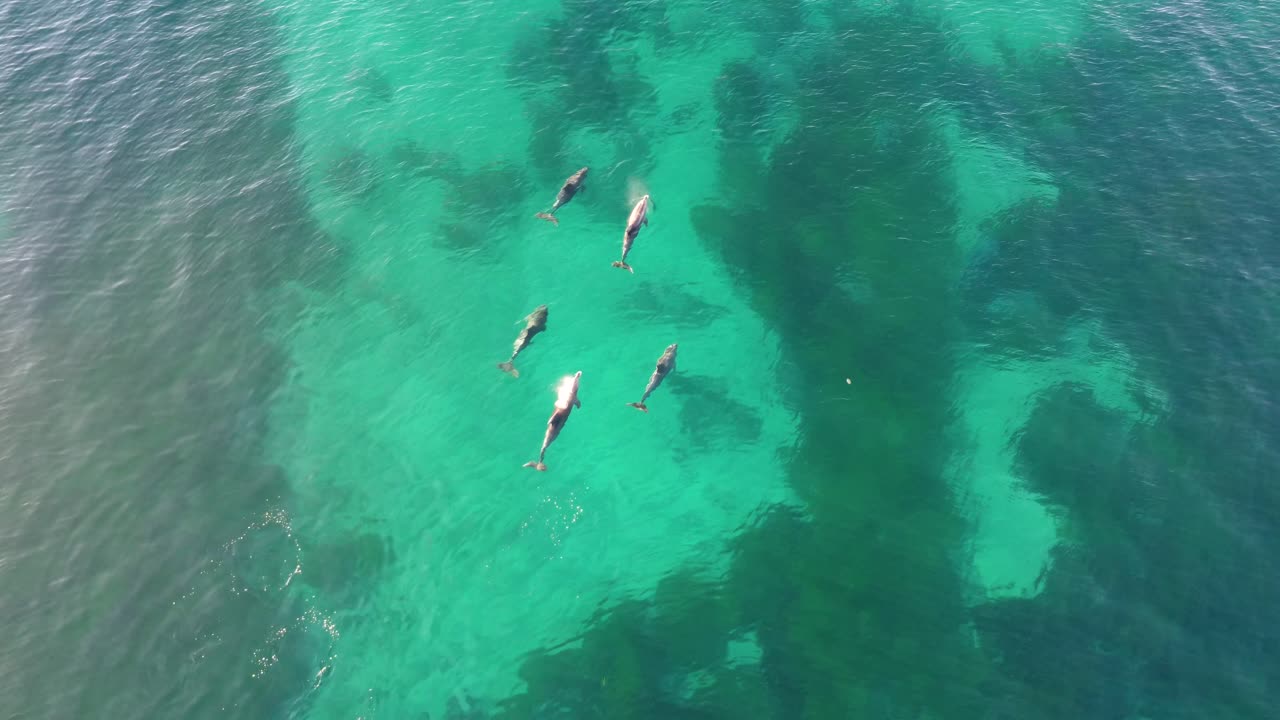 Aerial drone shot of dolphins swimming over crystal clear reef seaweed sandbar channel Bateau Bay NSW Central Coast travel tourism Australia 4K