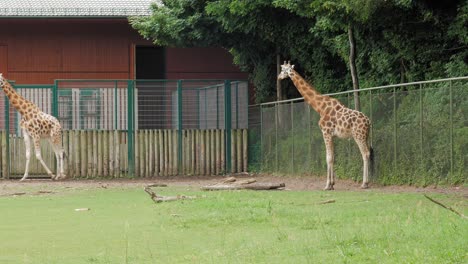 jirafas de rothschild en el recinto abierto del zoológico de gdansk
