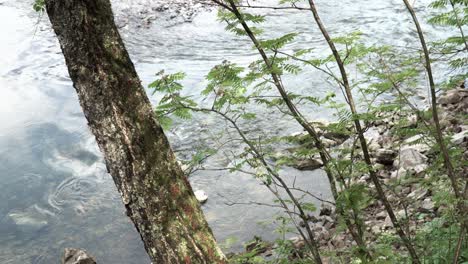 riverbank with trees and plants