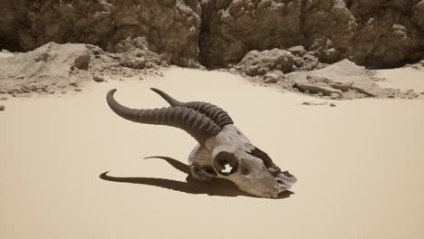 animal skull in desert landscape