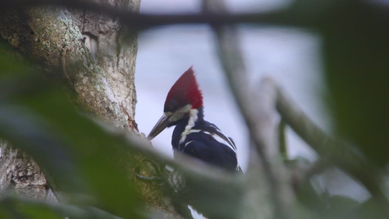 осторожный краснокровный джуджек, копающийся на дереве, извлекающий личинки для кормления.