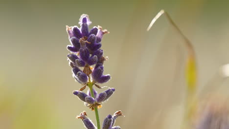 vibrant lavender flowers in focus with a soft, blurred natural background