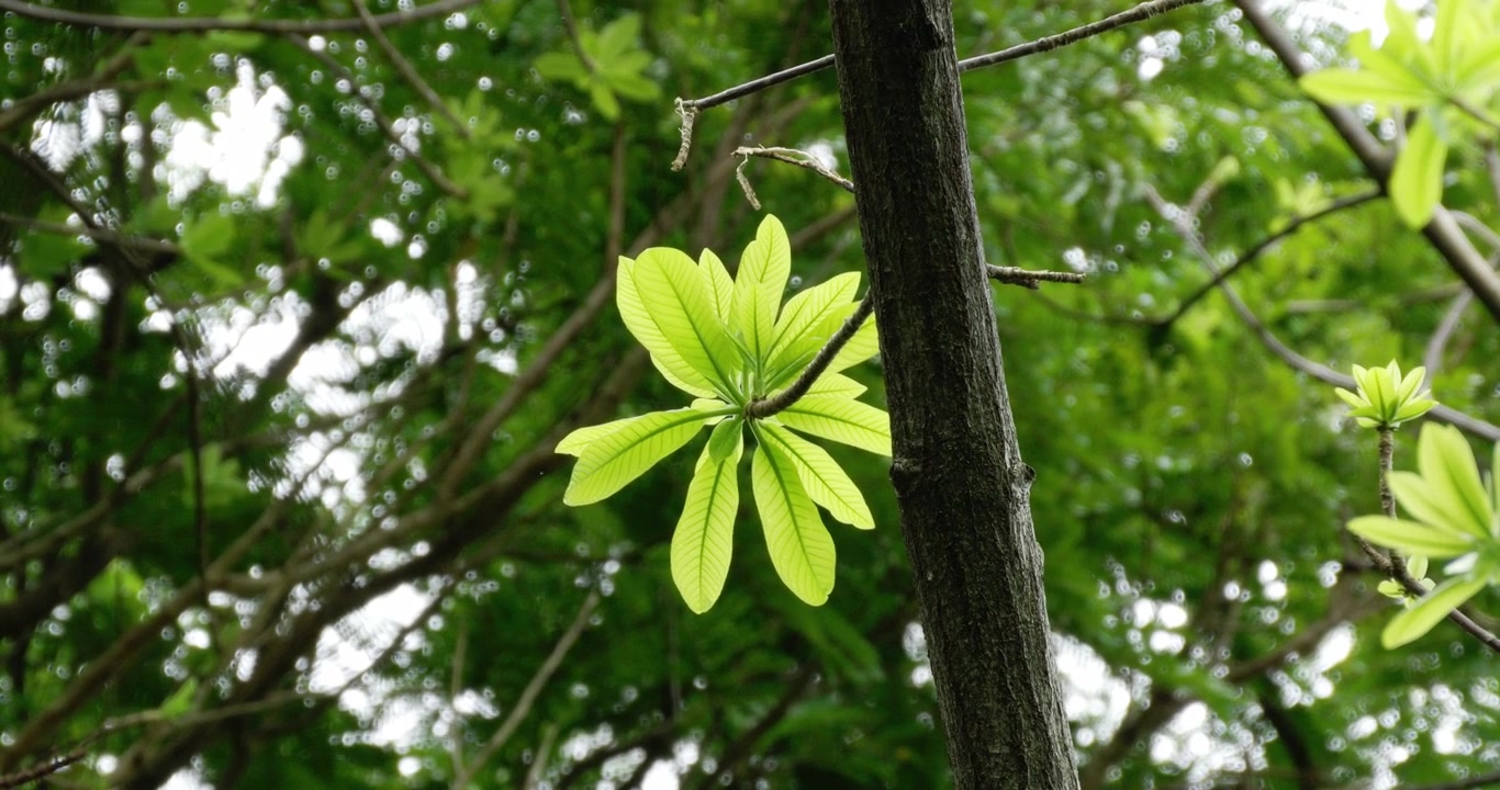 Pohon-pohon di hutan taman nasional di pinggiran Bangkok, Thailand