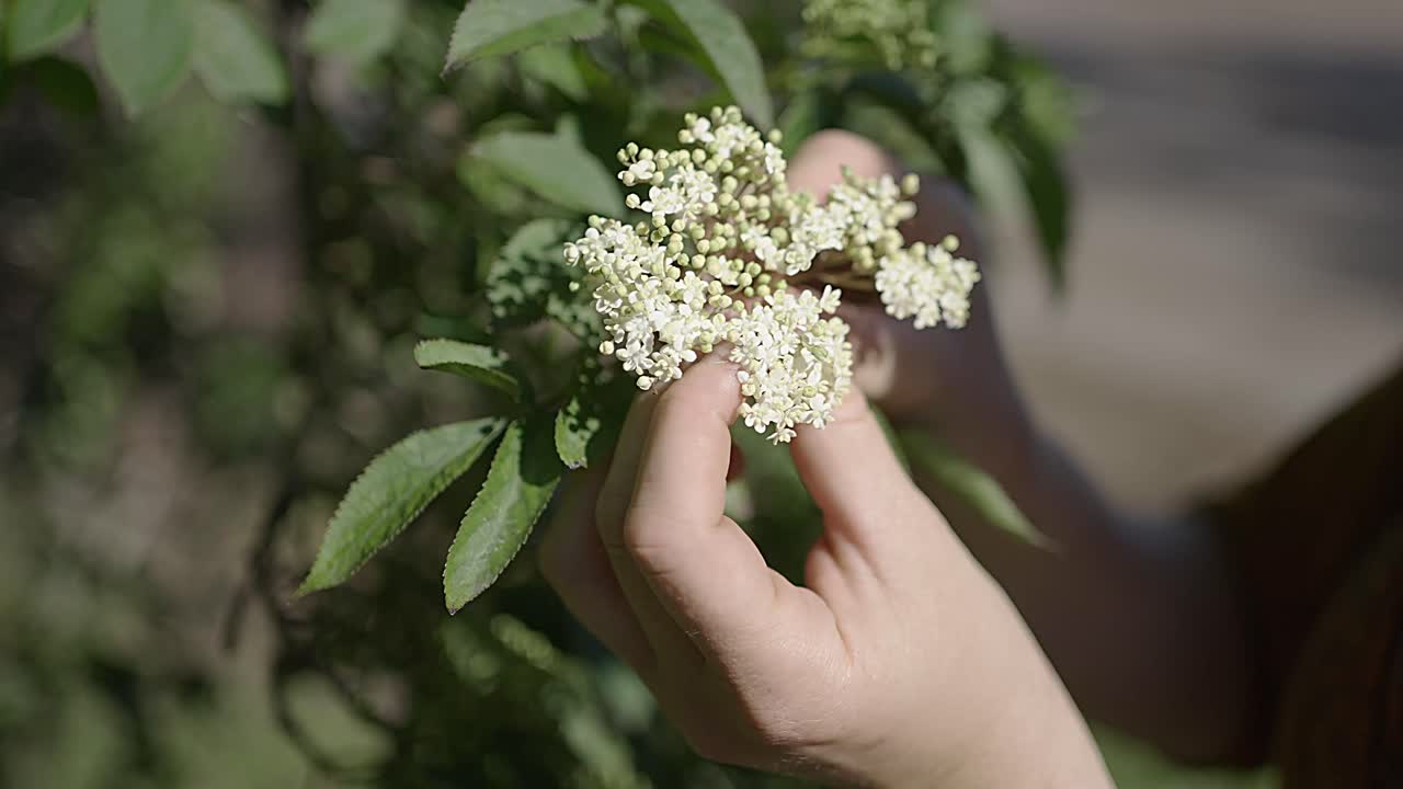 las manos de la mujer tocando flores de saúco frescas - primer plano