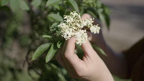 Manos-De-Mujer-Tocando-Flores-De-Saúco-Frescas---Primer-Plano