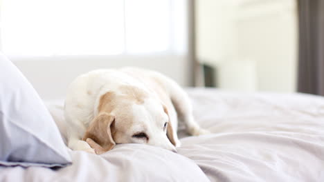 Senior-dog-lying-on-bed,-looking-down,-in-bright-bedroom