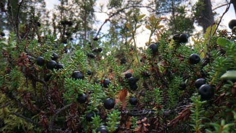 Wild-plants-Empetrum-nigrum,-Black-crowberry,-Ericaceae.