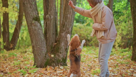 close up of trainer holding treat above head as beagle stands on hind legs reaching snack, golden autumn leaves carpet ground, collar and leash visible, soft sunlight filtering through forest scene