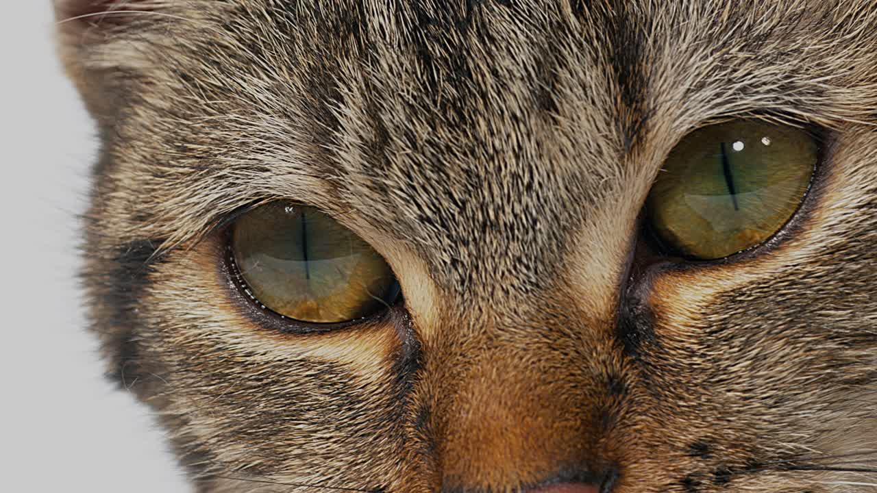 gato doméstico tabby marrón sobre fondo blanco, primer plano de los ojos, tiempo real 4k