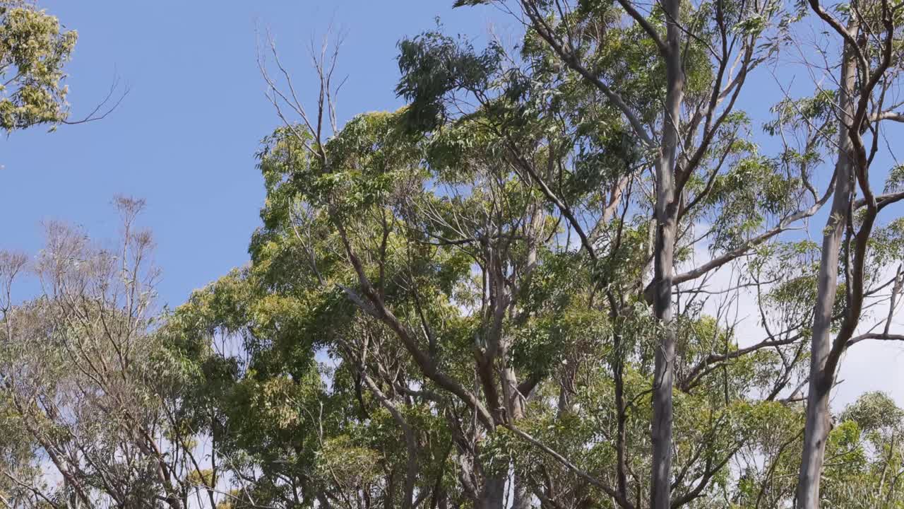 바람에 흔들리는 나무