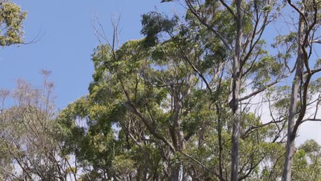 trees swaying in the wind