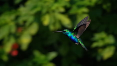 vibrant green hummingbirds in flight