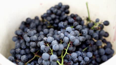 Clusters-of-red-grapes-falling-into-a-white-plastic-bucket,-SLOW-MOTION