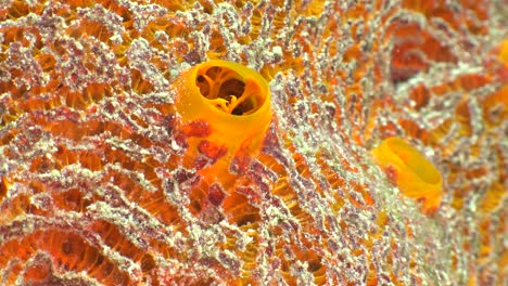 orange tunicate aplidium close up underwater shot