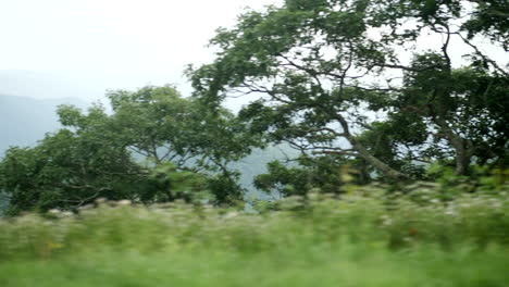 driving along the blue ridge parkway