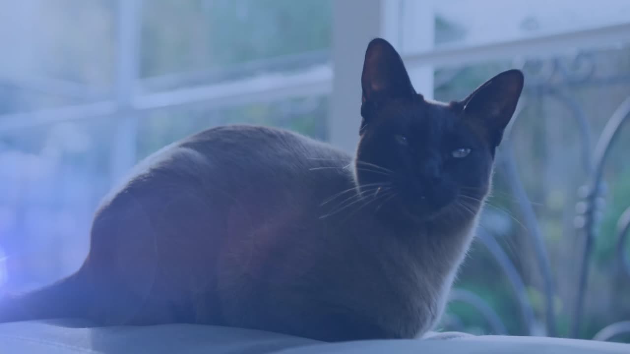 창문 근처의 침대에 앉아있는 고양이의 클로즈업에 대한 빛의 반점