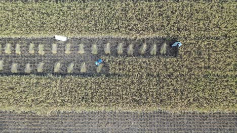 aerial view of rice paddy harvest