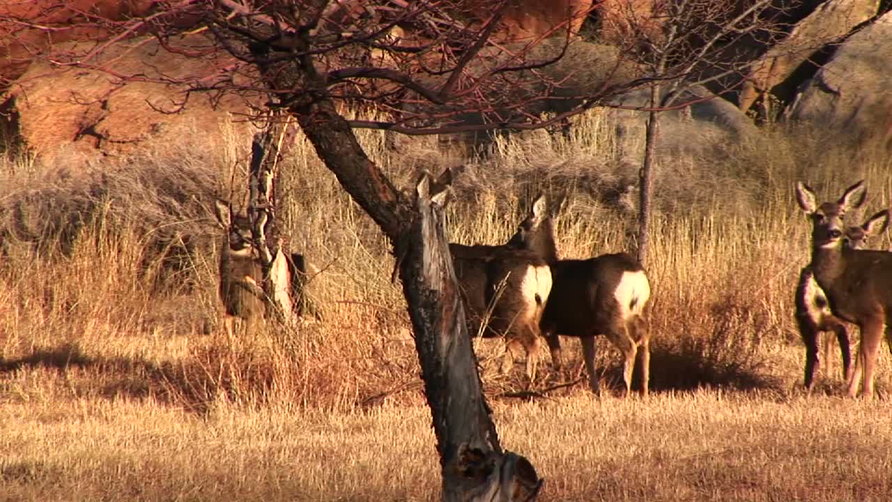 siguiente toma de una manada de ciervos cruzando una carretera en utah
